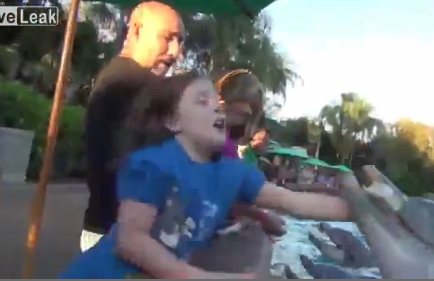 Un delfin a muscat o fetita sub privirile ingrozite ale celor din jur- VIDEO