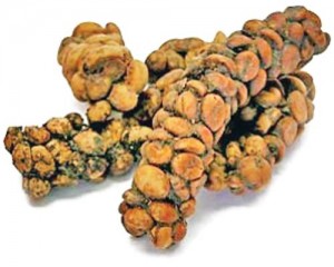 kopi_luwak - Ziarul National