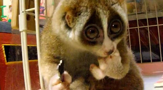 Slow Loris mananca bilute de orez- VIDEO
