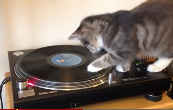 Exista si pisici DJ-ite! – VIDEO
