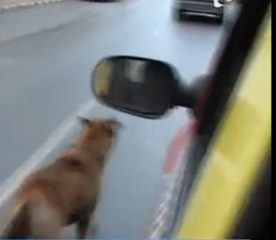 Povestea impresionanta a lui Hachiko de Romania! Un caine insoteste un taximetrist la fiecare cursa prin oras