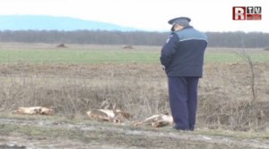 cai-rtv - Ziarul National