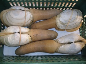geoduck - Ziarul National