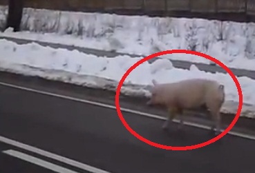MONUMENTAL: Operatiunea „uite PORCUL trece strada”. Vigilenta unor politisti e demna de Cartea Recordurilor! (VIDEO)