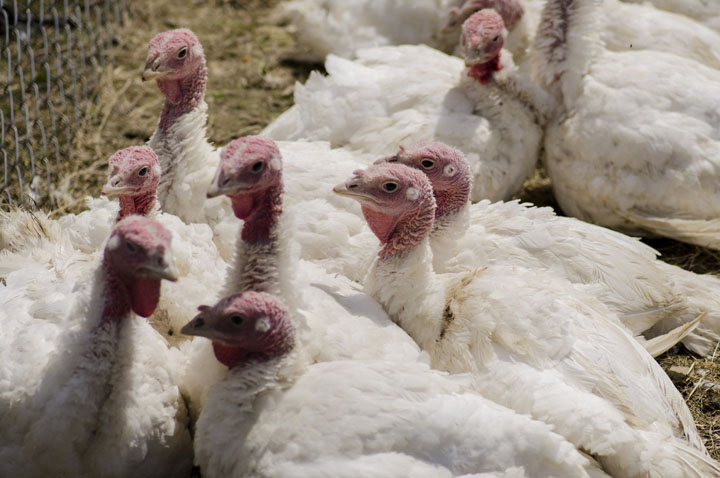 Curcanii din Romania nu aveau antibiotice in „bagaje”