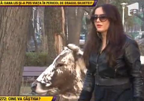 Viorica de la Clejani i-ar plange de mila: Margherita, cu vaca in parc!