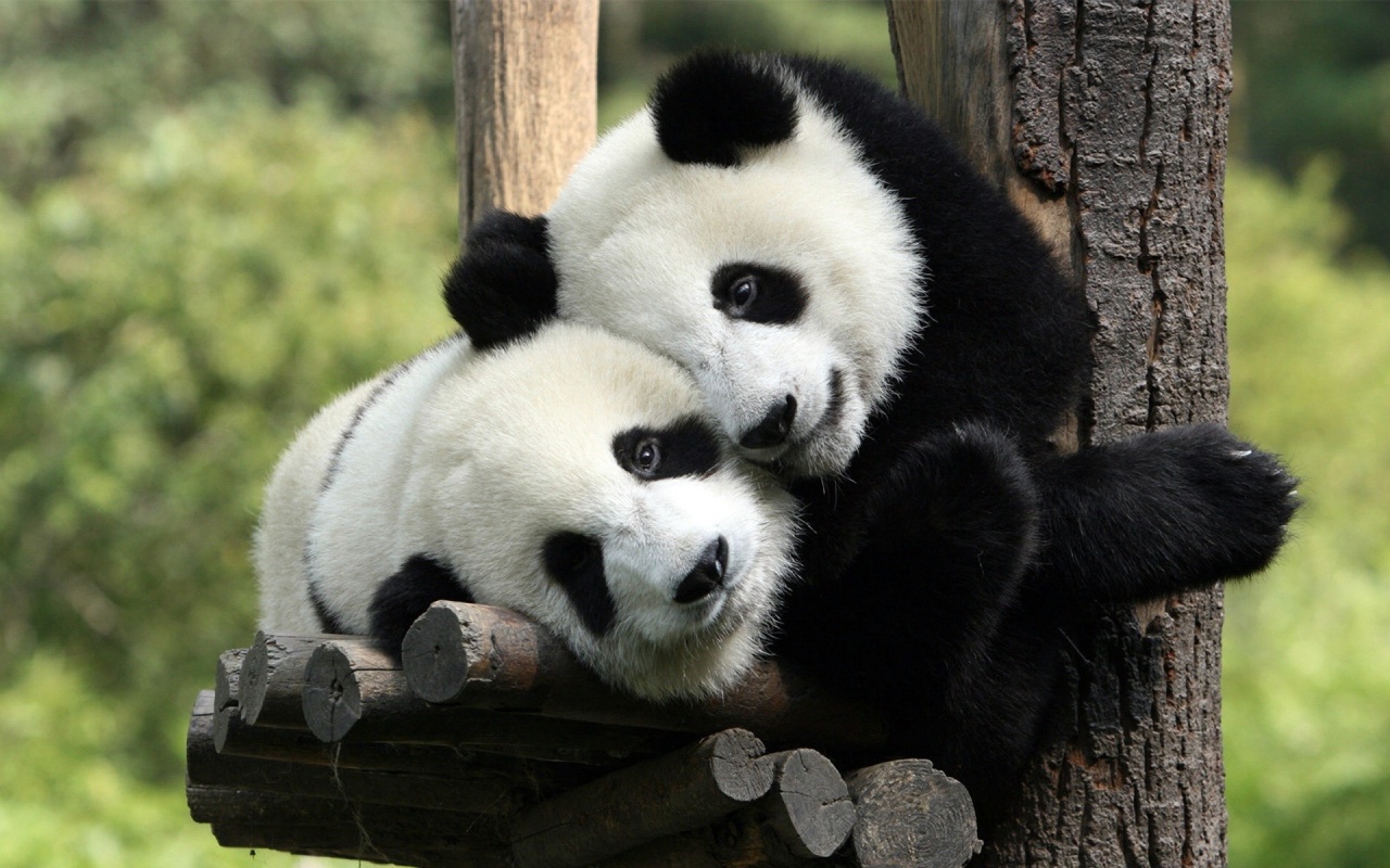 Hai la hotelul „Panda”! Ce te asteapta in camere! (FOTO)