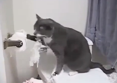 Ele sunt cele mai TICALOASE PISICI! Ai tine asa ceva in casa? (VIDEO)