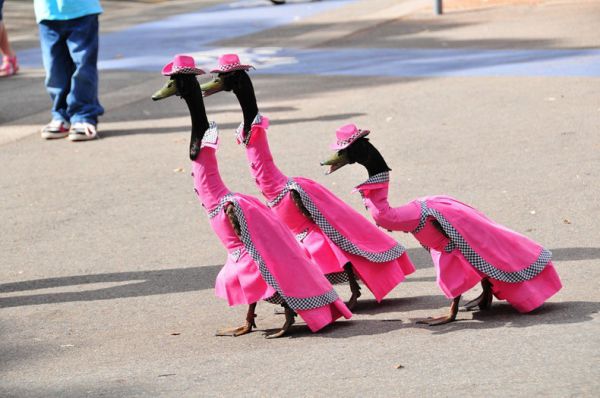 Ratele au iesit la parada! (FOTO)
