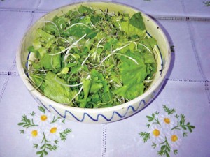 salata muguri de floarea soarelui - Ziarul National