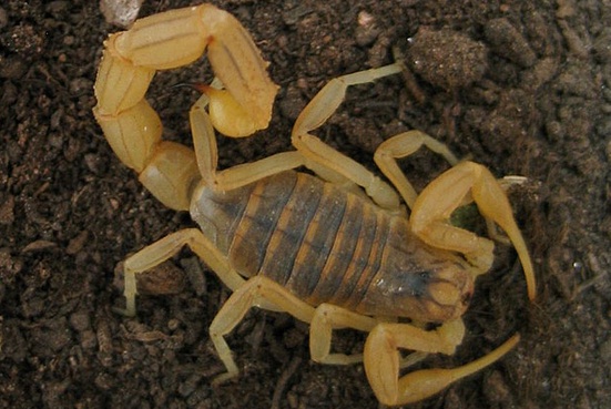Surpriză într-un bax cu banane: O angajată din București a ajuns la spital, mușcată de un scorpion