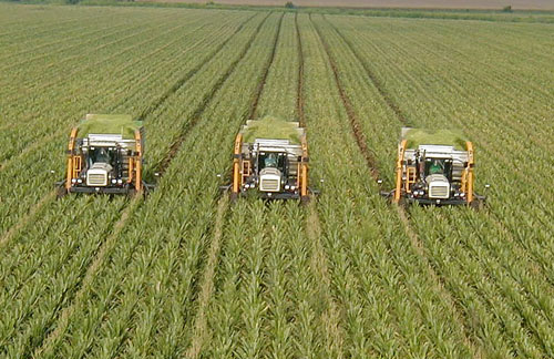 Fondurile de pensii investesc in terenuri agricole