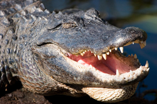 Si-a vazut baietelul atacat de un aligator! Au urmat momente de cosmar! (VIDEO)