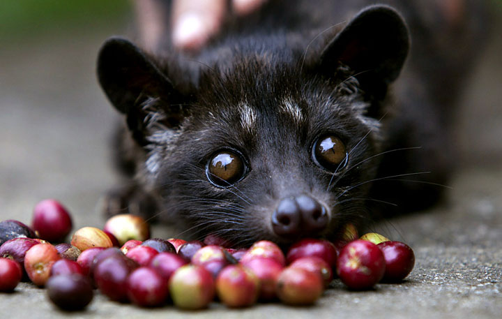 Indonesians Farm Civet Cats To Produce World - Ziarul National's Most Valuable Coffee