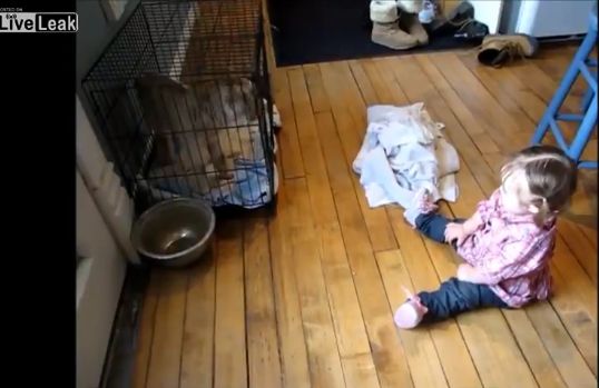 Ai vazut ceva mai simpatic? O fetita si un animalut „discuta” de zor! (VIDEO)