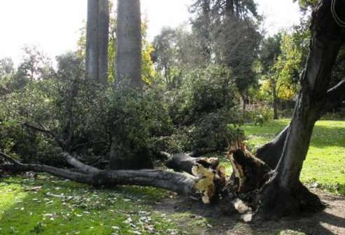 Cod galben: Vant puternic in Bucuresti si mai multe judete din tara!
