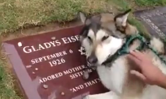 Ti se rupe sufletul cand vezi cat sufera! Un husky plange la mormantul stapanei sale! (VIDEO)