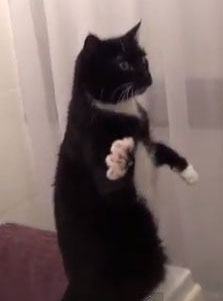 Incredibil cat e de simpatica! Pisica asta a cucerit internautii! VIDEO de milioane!