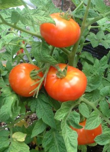 tomate 2 - Ziarul National
