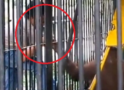 Au privit ingroziti cum un urangutan se repede la un turist. Ce a urmat i-a lasat fara grai! (VIDEO)
