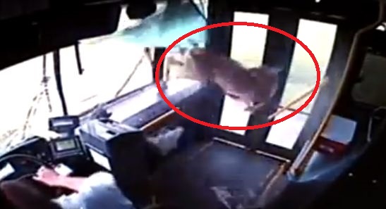 IMAGINI inspaimantatoare: O caprioara a navalit in autobuz prin parbriz! (VIDEO)