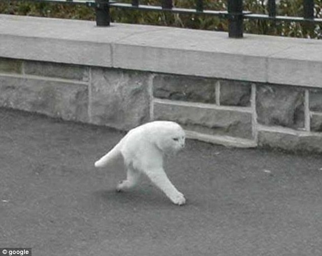 Oamenii au fost ingroziti! Ce animal umbla pe strazi! (FOTO)