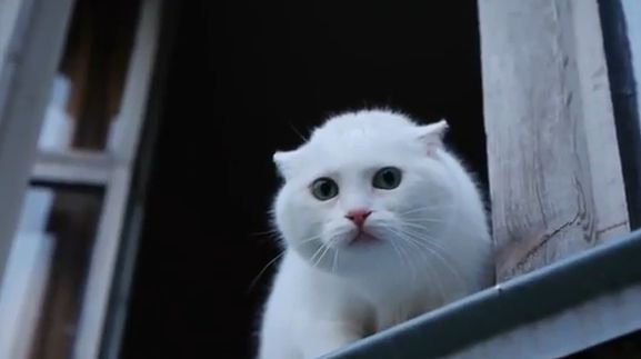 Parea o pisica frumoasa si tare blanda! Ti-ai fi imaginat ca e in stare sa faca ASTA? (VIDEO)