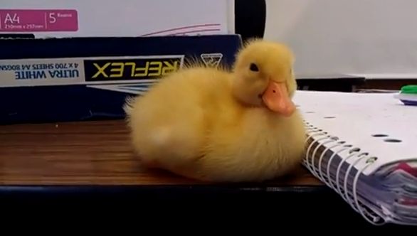 Cea mai simpatica ratusca din lume! Uite ce face cand crede ca nu o vede nimeni! (VIDEO)