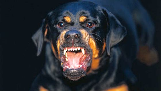 Fetita de doi ani si parintii ei, muscati de un rottweiler scapat dintr-o curte din Timis