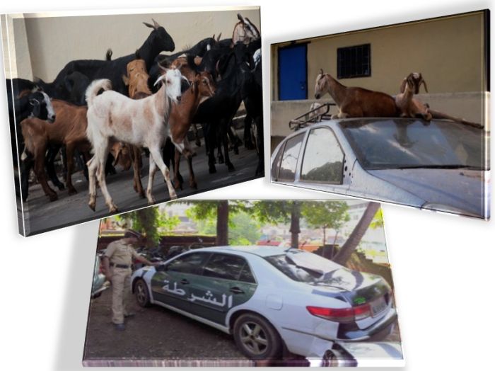 Aviz iubitorilor de animale! Trei capre au fost arestate in India
