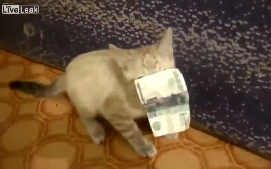 E simpatic si hotarat! Pisoiul afacerist, animalul perfect pe timp de criza! (VIDEO)