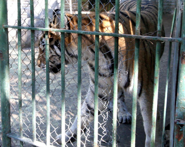 Barbat, SFASIAT de tigru la Gradina Zoologica din Brasov!