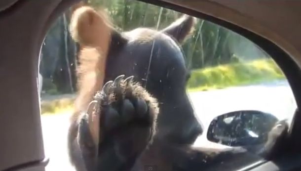 URSII astia te-ar putea convinge si pe tine sa le dai ceva de mancare! Sau nu? (VIDEO)