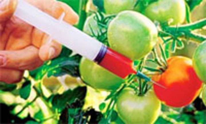 Liber la cultivarea organismelor modificate genetic!