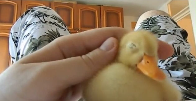 Cea mai „posesiva” ratusca! Stapanul sau nu are nicio clipa de liniste! (VIDEO)