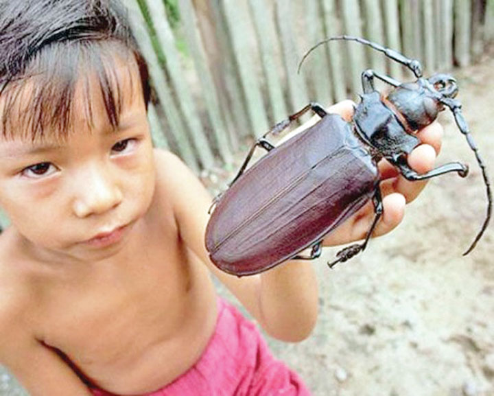 Titan-Beetle - Ziarul National