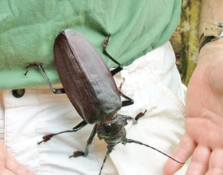 Titan-Beetle2 - Ziarul National