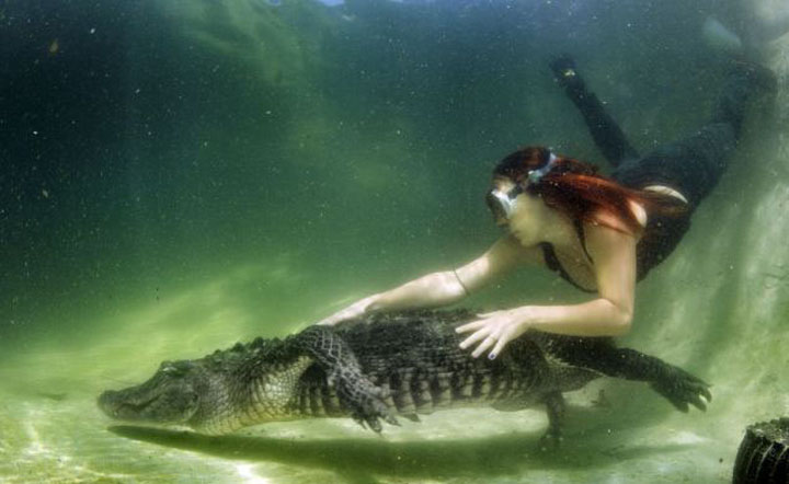 aligator1 - Ziarul National