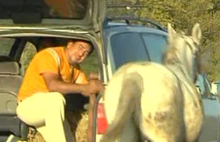 Cal „atasat”de o masina pe DN6! Animalul de-abia a putut tine pasul! (VIDEO)