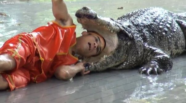 Clipe de COSMAR in timpul unei reprezentatii: Un tanar a fost muscat de cap de un crocodil!