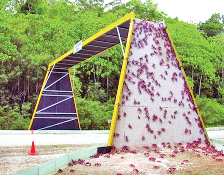 parcul-national-christmas-island-din-australia - Ziarul National
