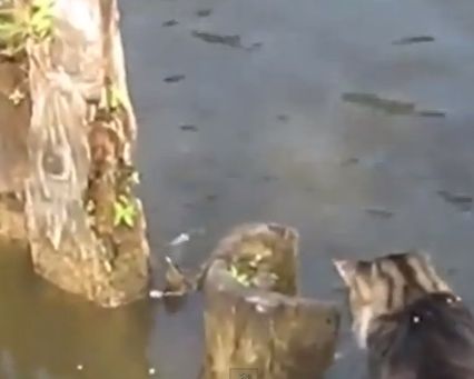 Cine mai are nevoie de undita cand merge ea pe balta? (VIDEO)