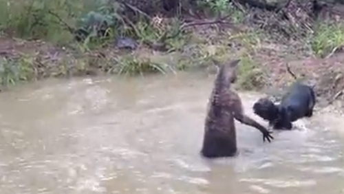 SOCANT: Un cangur vrea sa inece un caine care se joaca in apa! (VIDEO)