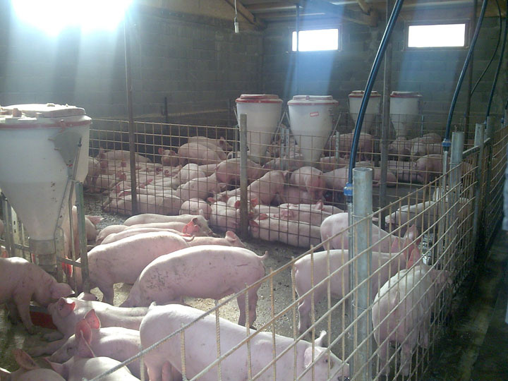 Romania, obligata sa importe carne de porc din UE