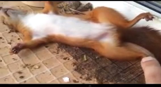 S-au temut ca a patit ceva, dar EA doar dormea. Testul amuzant care a dat-o de gol!  (VIDEO)