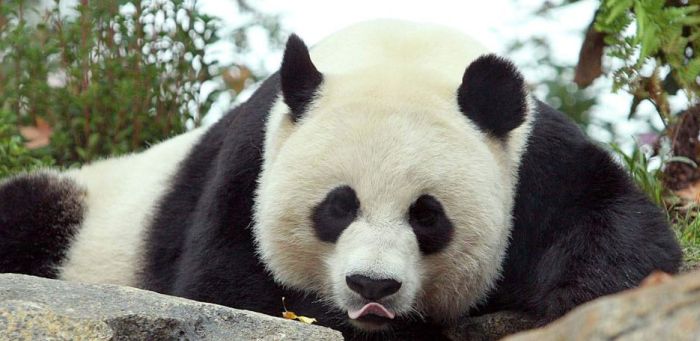 Ce dragut! Un panda a dat nastere unui pui (VIDEO)