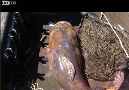 „OPERATIUNEA MONSTRUL”! Se lauda cu o captura de poveste, prinsa dupa o metoda aparent banala! (VIDEO)