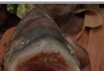 pacu - Ziarul National