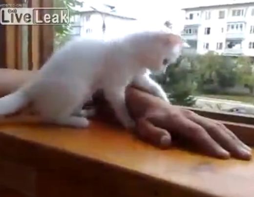Cea mai atenta pisicuta din lume! Uite cum ii poarta de grija stapanului! (VIDEO)