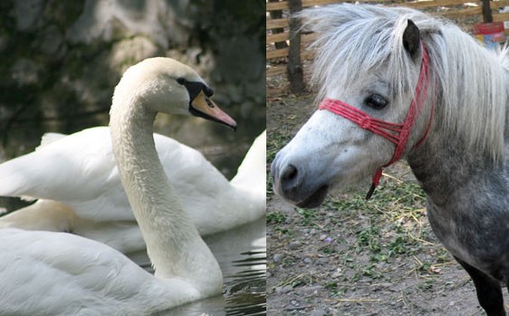 SOCANT! Animale omorate cu pufuleti la ZOO Timisoara
